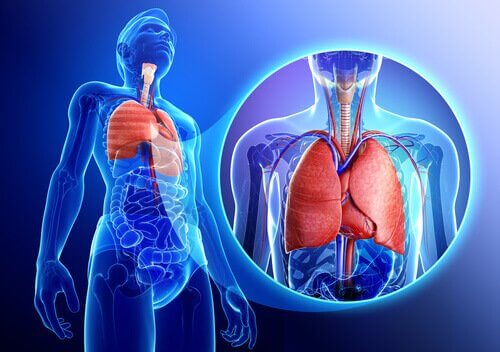 αναπνευστικό σύστημα ανθρώπου