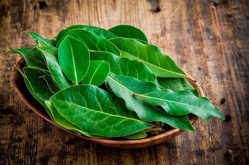 απαλλαγείτε από το φλέγμα με φύλλα δάφνης