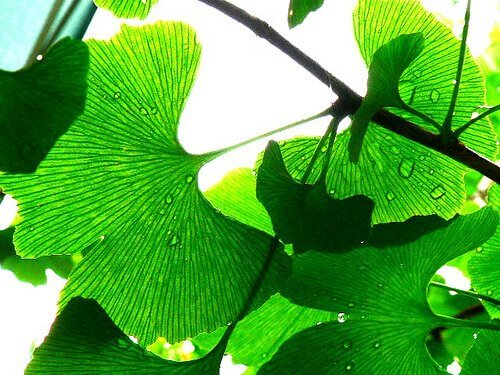 Προλάβετε την κώφωση