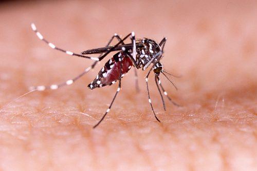 Απωθητικό κουνουπιών - Κουνούπι ρουφά αίμα