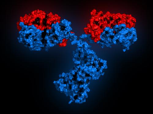 Τύποι αντισωμάτων