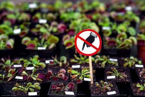 7 επικίνδυνα φυτά που δε θα πρέπει να έχετε στο σπίτι
