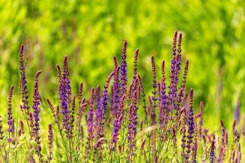 Άνθη φασκομηλιάς