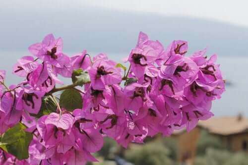 Επικίνδυνα φυτά