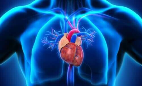 Ανατομία σώματος - Καρδιά