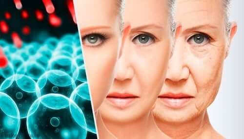 Στάδια γήρανσης