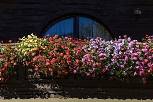Πέντε αρωματικά λουλούδια για έναν μικρό κήπο