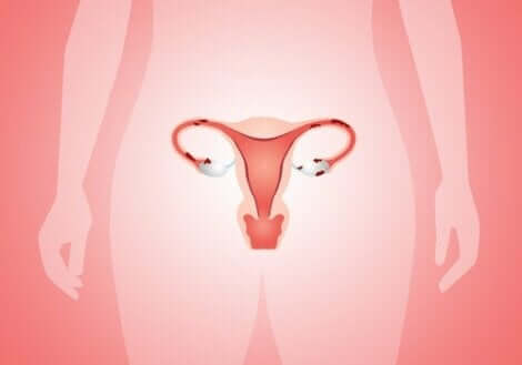 Απεικόνιση γυναικείου αναπαραγωγικού συστήματος