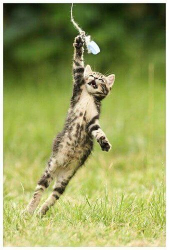 Γατάκι παίζει με καπάκι μπουκαλιού