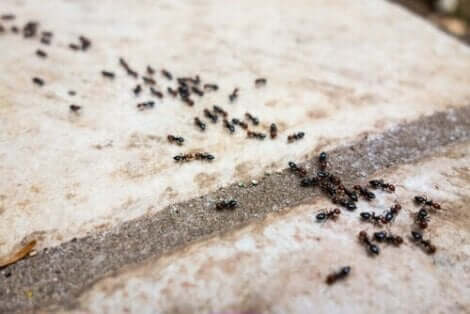 Μια γραμμή από μυρμήγκια