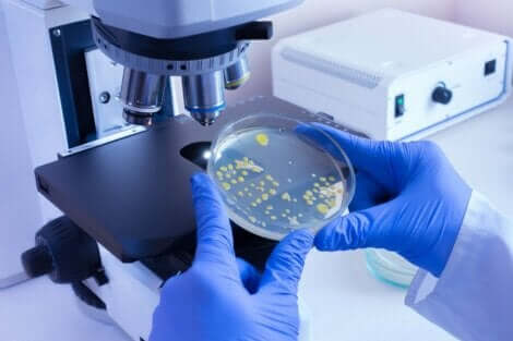 Ανάλυση βακτηρίων σε μικροσκόπιο