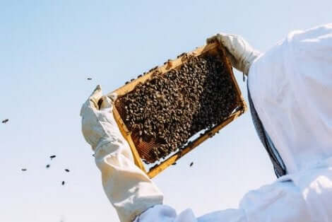 Μελισσοκόμος και μέλισσες