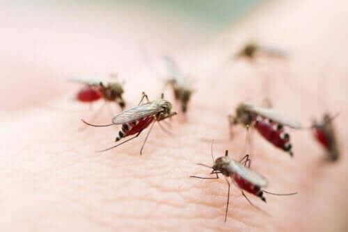 Πολλά κουνούπια πάνω σε δέρμα ατόμου