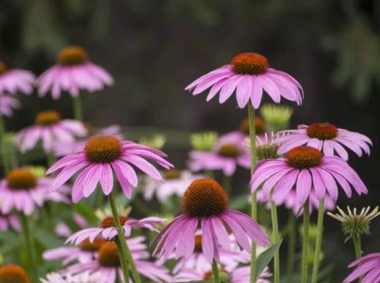 λουλουδια εχινάκεια