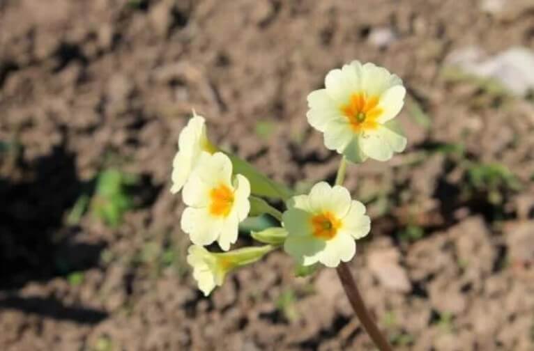 καλοκαιρινά λουλούδια