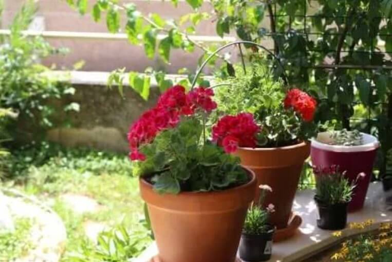 Καλοκαιρινά λουλούδια: Έξι επιλογές για τον κήπο σας