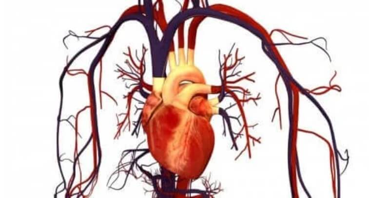 καρδια σε απεικόνιση