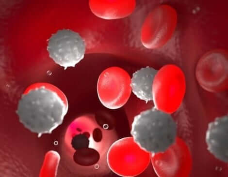 Απεικόνιση λευκών και ερυθρών αιμοσφαιρίων