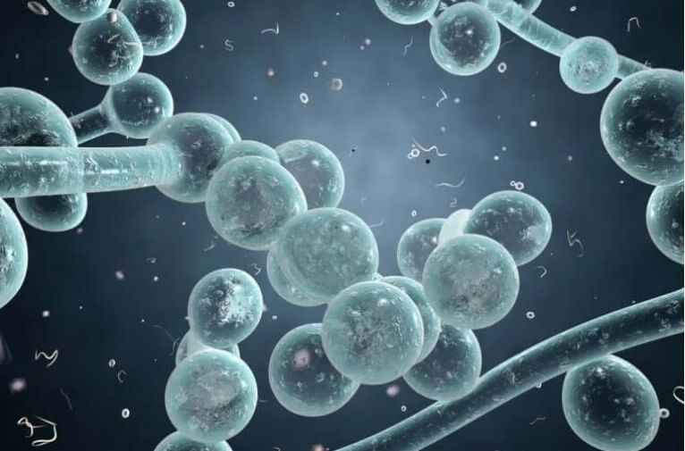 candida auris απεικόνιση