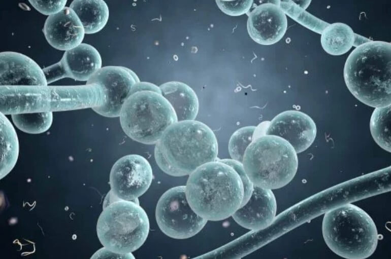 μυκητιαση απεικόνιση