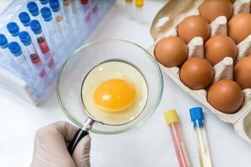 Αβγά σε εργαστήριο