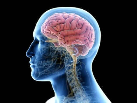 Ψηφιακή απεικόνιση ανθρώπινου εγκεφάλου