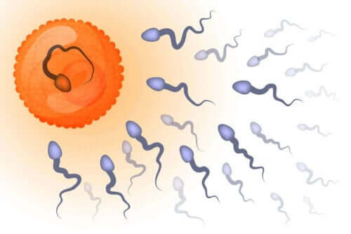 Απεικόνιση σπερματοζωαρίων και ωαρίου