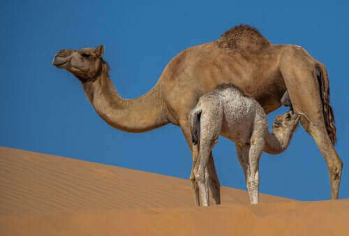 Γάλα καμήλας: Οι ιδιότητες και τα οφέλη του