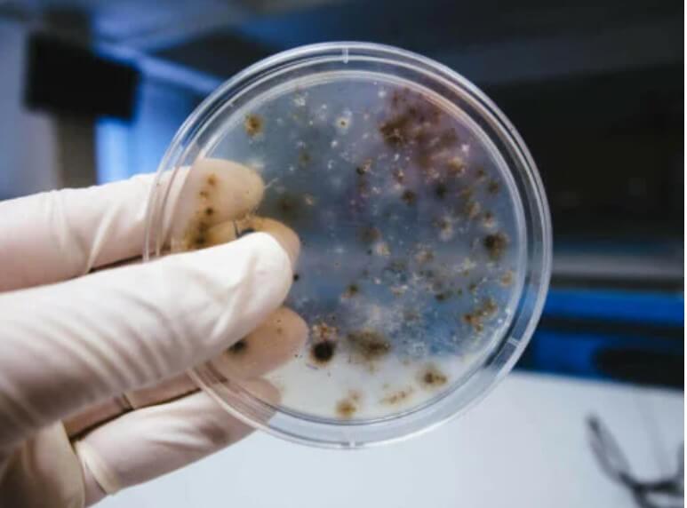 μικρόβια σε πείραμα