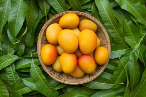 Έξι υγιεινά οφέλη που έχουν τα φύλλα μάνγκο