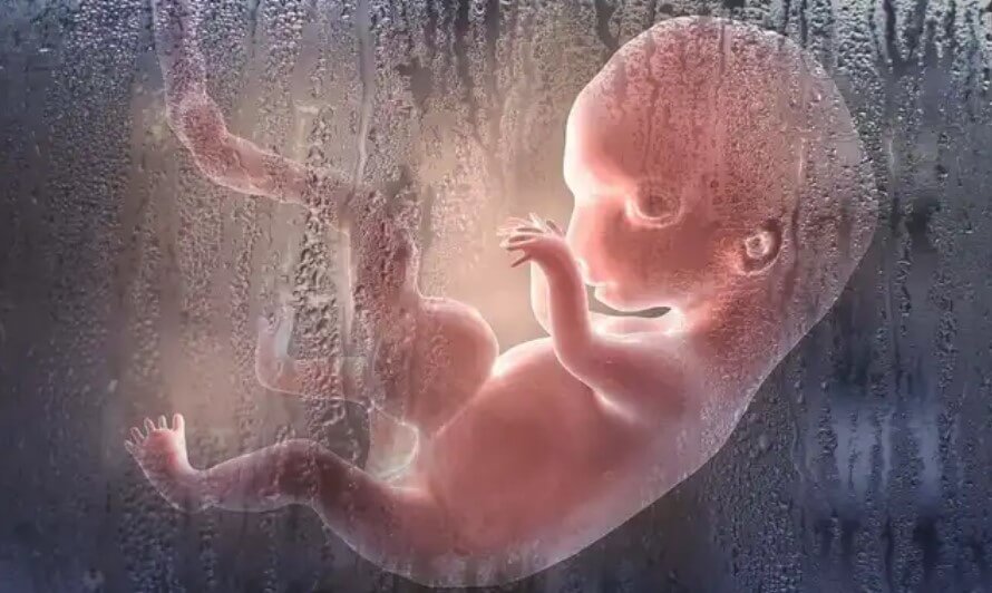 απεικόνιση εμβρύου