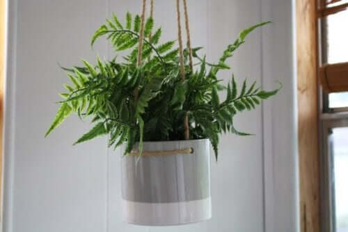 Μία κρεμαστή γλάστρα