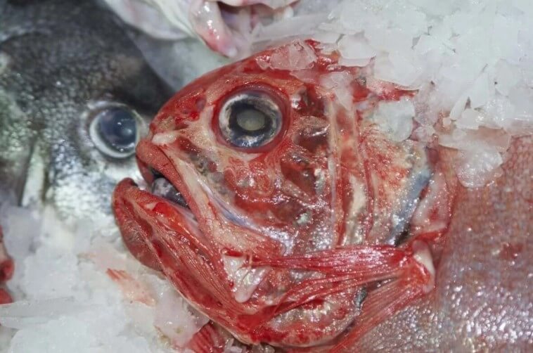 κόκκινο ψάρι στον πάγο
