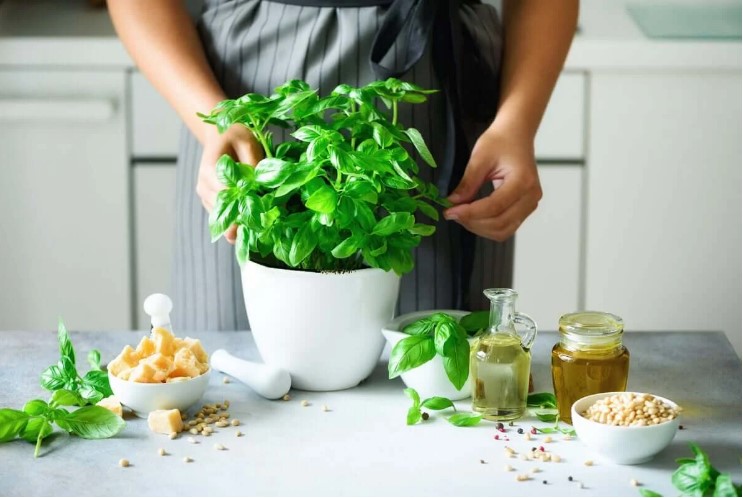 βασιλικός σε γλάστρα