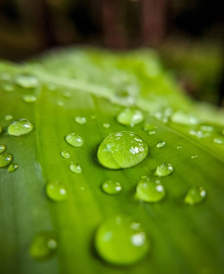 νερό της βροχής