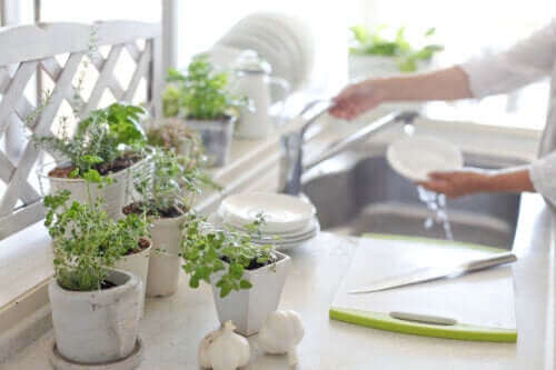 5 οφέλη του να έχετε φυτά στην κουζίνα