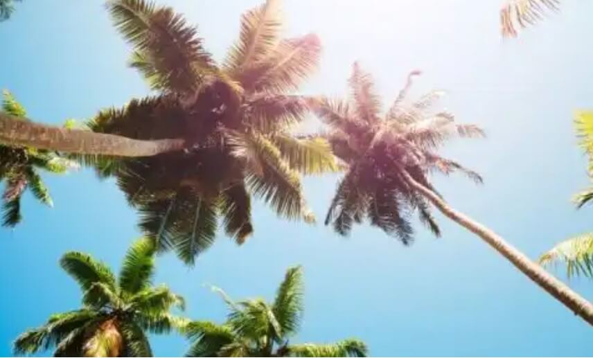 φοινικες στον ήλιο