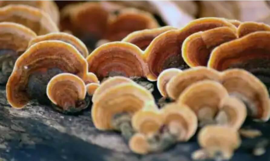 μανιτάρια σε δέντρο