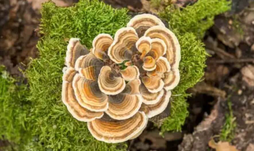 μανιτάρι λειχηνα