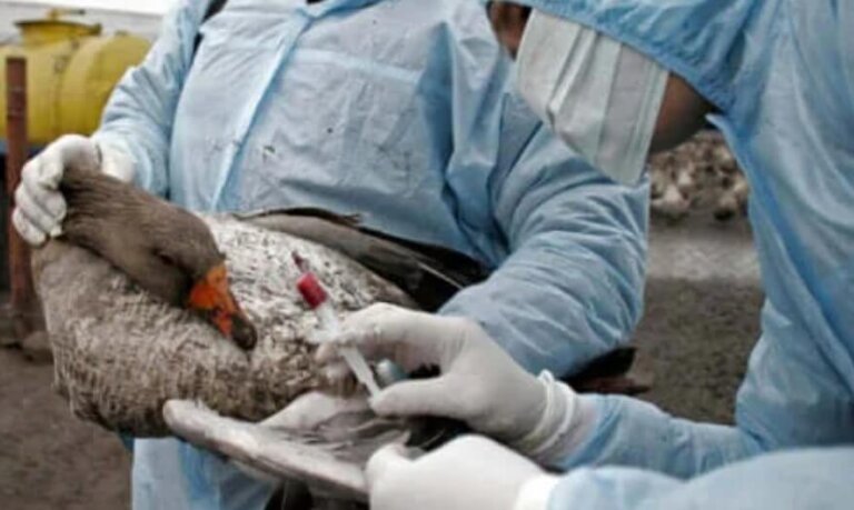 Γρίπη των πτηνών: Συμπτώματα, διάγνωση και θεραπεία