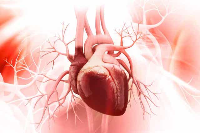 Ψηφιακή απεικόνιση καρδιάς