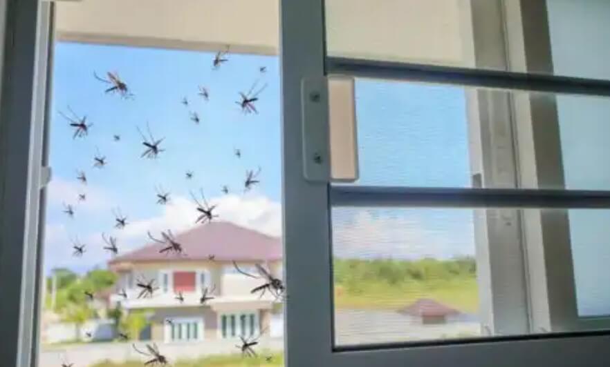 κουνούπια σε παράθυρο