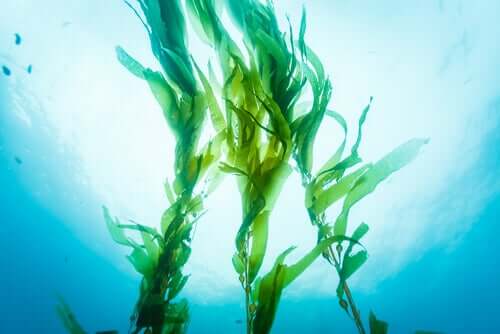 Τα οφέλη του Kelp: Είναι ένα Superfood;