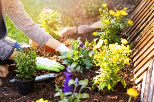 10 χωροκατακτητικά φυτά που θα βλάψουν τον κήπο σας