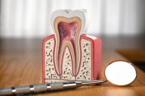 Ξέρετε από τι είναι φτιαγμένα τα δόντια σας;