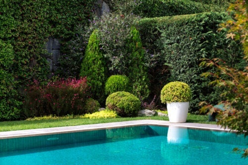 8 υπέροχα φυτά για να τοποθετήσετε γύρω από μια πισίνα