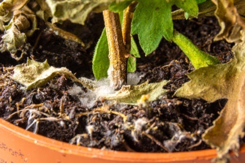 Πώς να αφαιρέσετε τη λευκή μούχλα στο έδαφος από τα φυτά