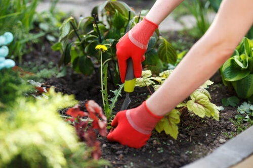 Εργαλεία για την εξάλειψη των ζιζανίων στον κήπο σας
