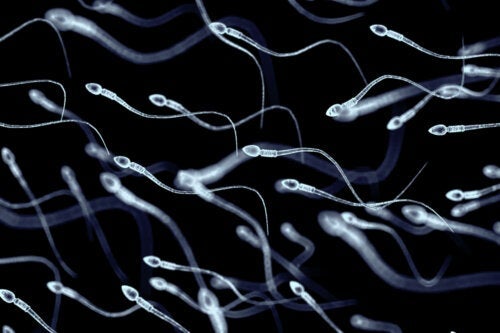 Νεκροσπερμία: Τα αίτια του θανάτου του σπέρματος