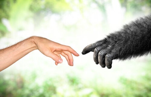 Γκούα, ο χιμπατζής που μεγάλωσε σαν ανθρώπινο μωρό